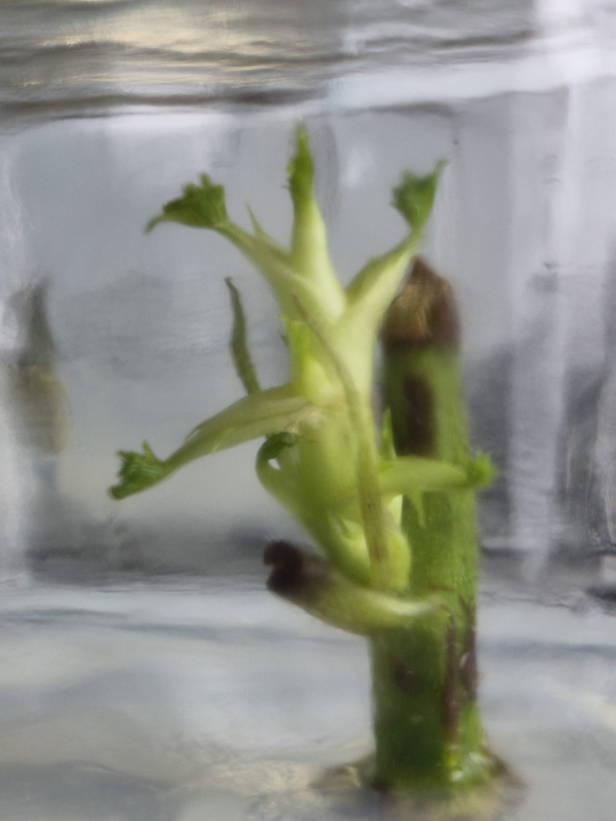 Multiplying blackberry microshoots in tissue culture at Steward Farms Marietta Georgia