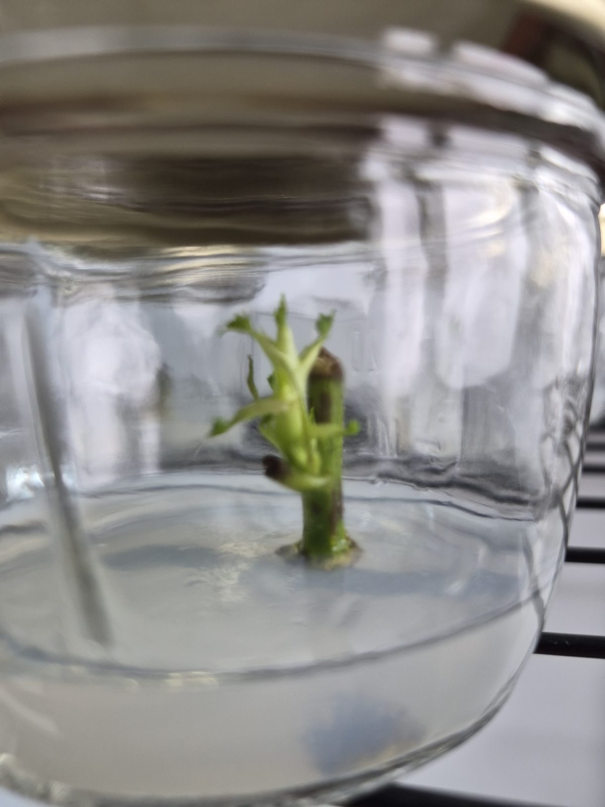 A blackberry node in tissue culture pushing new green shoots inside a sterile jar at Steward Farms