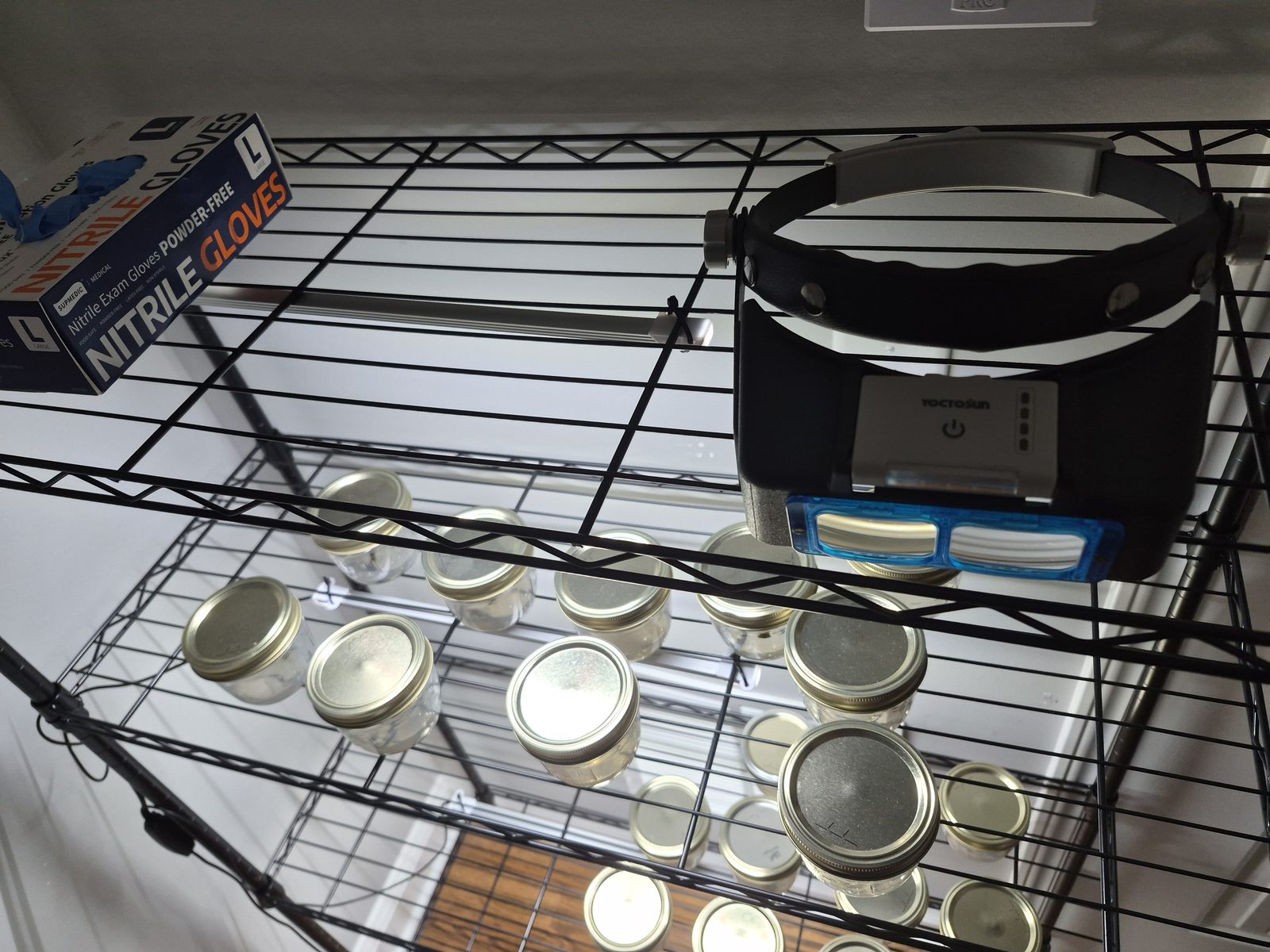 Steward Farms home tissue culture setup — jars of blackberry cultures on a wire shelf under LED lights in Marietta, Georgia