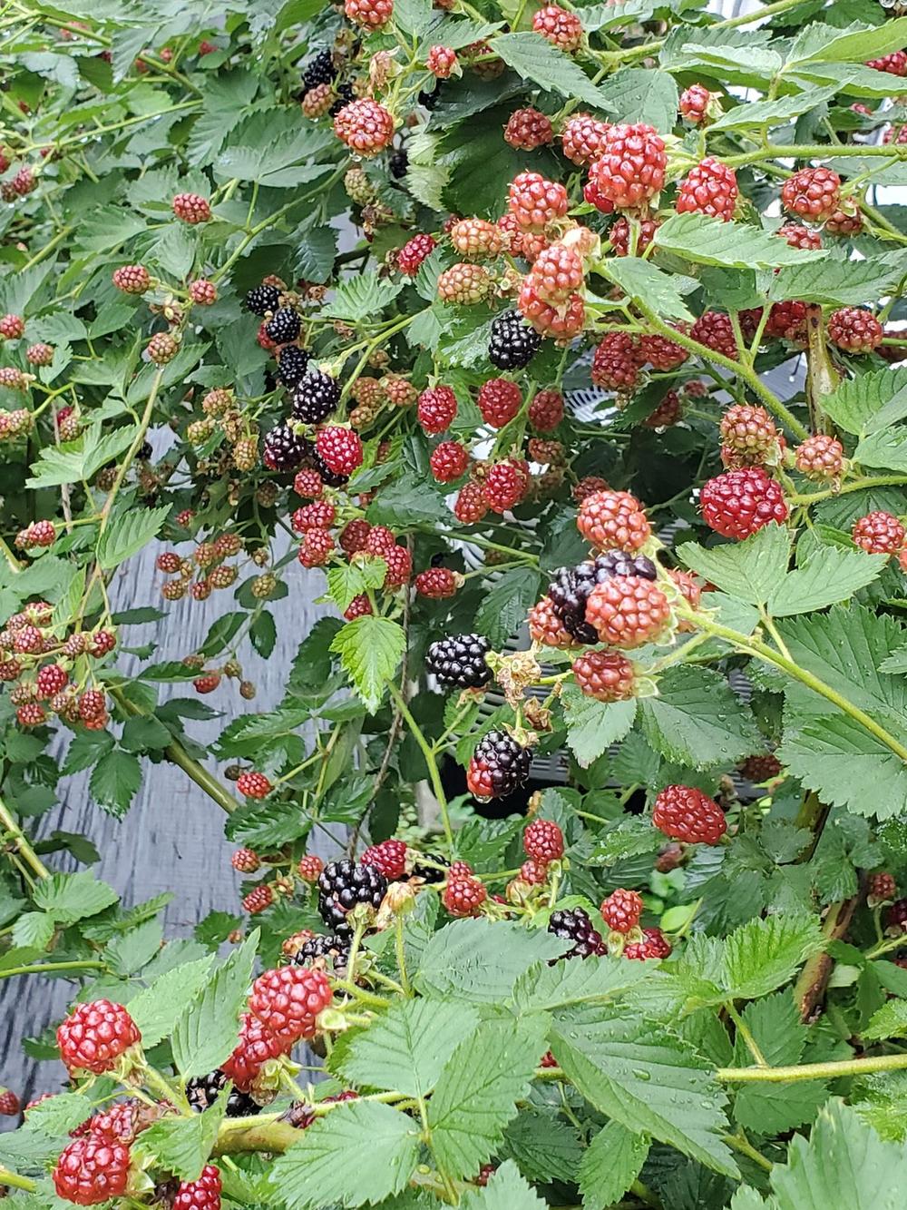 Blackberry canes loaded with ripening berries at Steward Farms Marietta Georgia