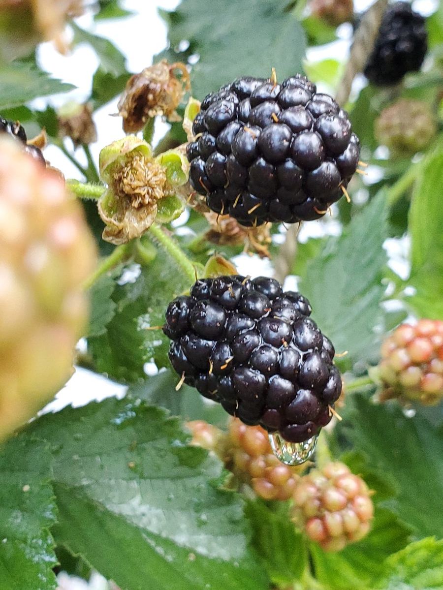 Ripe blackberries on the cane at Steward Farms Marietta Georgia