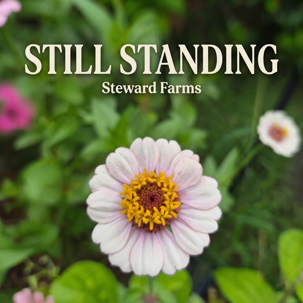 Still Standing — Steward Farms single cover art
